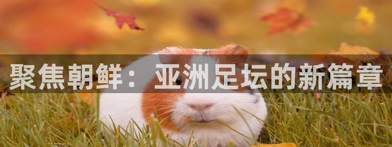 2026年男足世界杯：聚焦朝鲜：亚洲足坛的新篇章