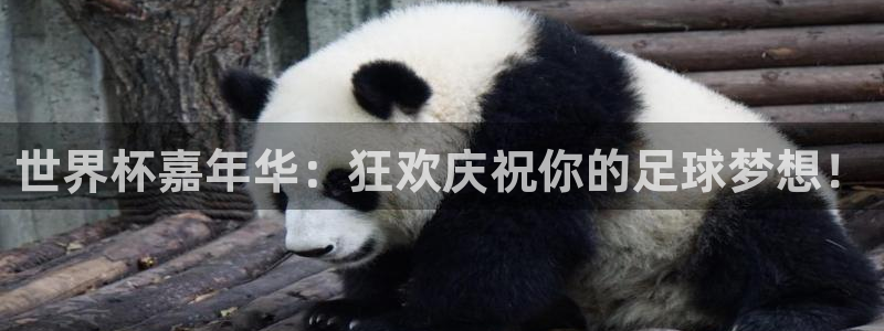 世界杯 赛程：世界杯嘉年华：狂欢庆祝你的足球梦想！