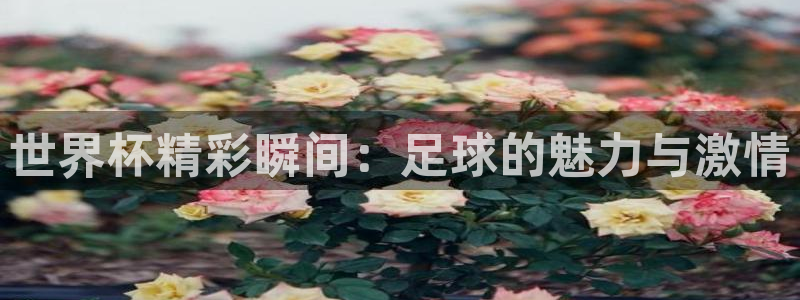 世界杯足球直播